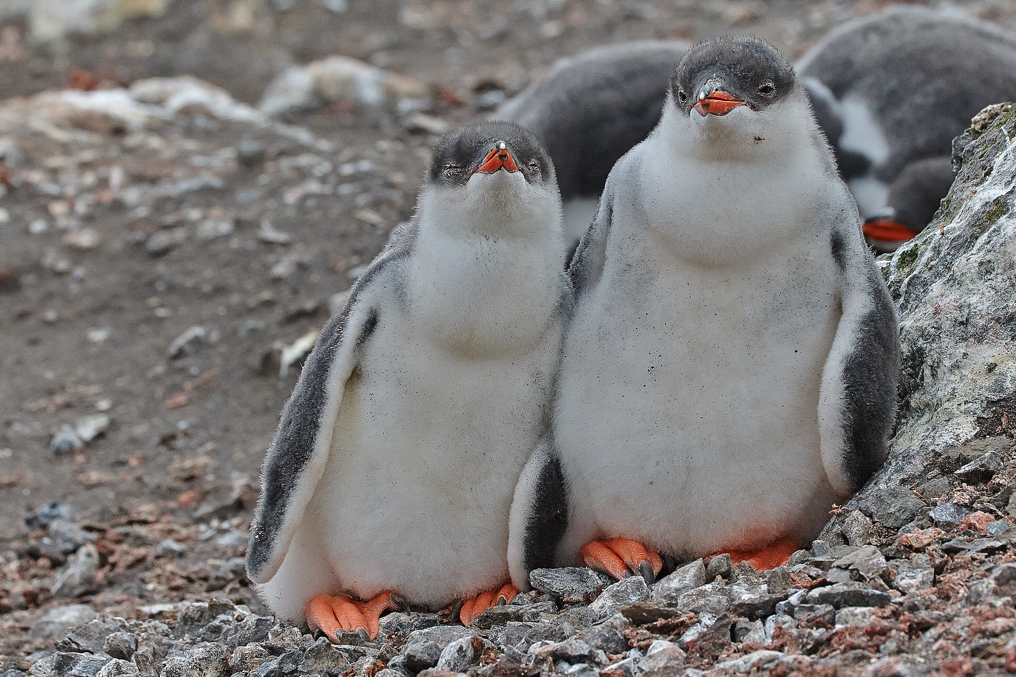 nursey of gentoo penguins